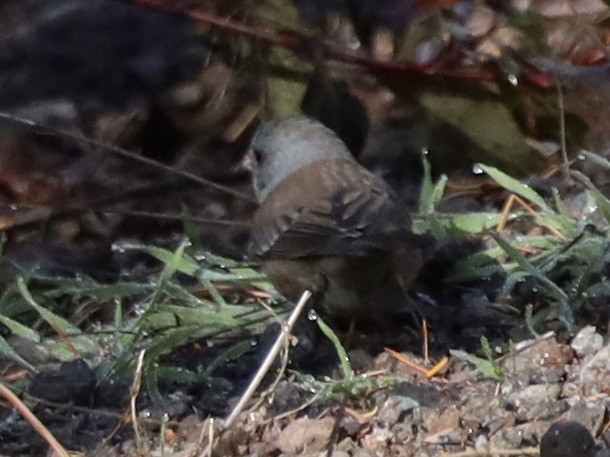 Dark-eyed Junco (Pink-sided) - ML644042544