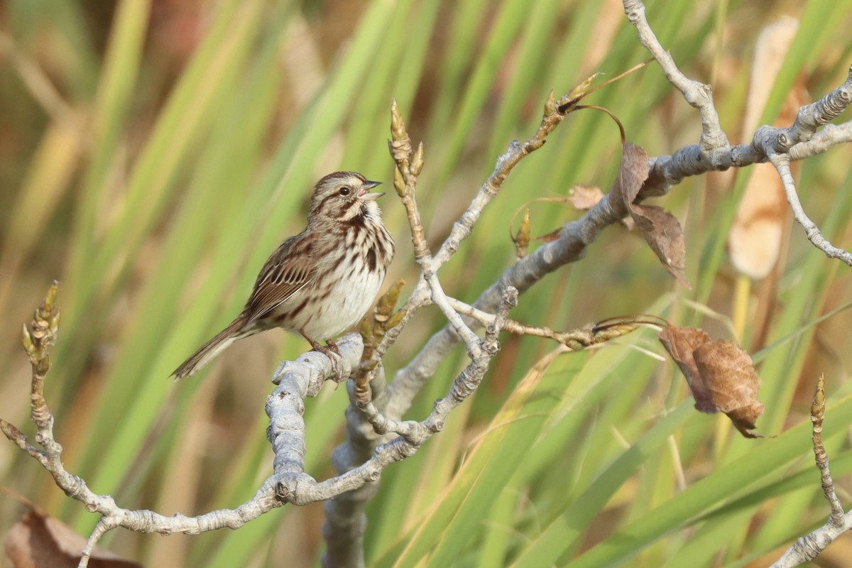 Song Sparrow - ML644042546