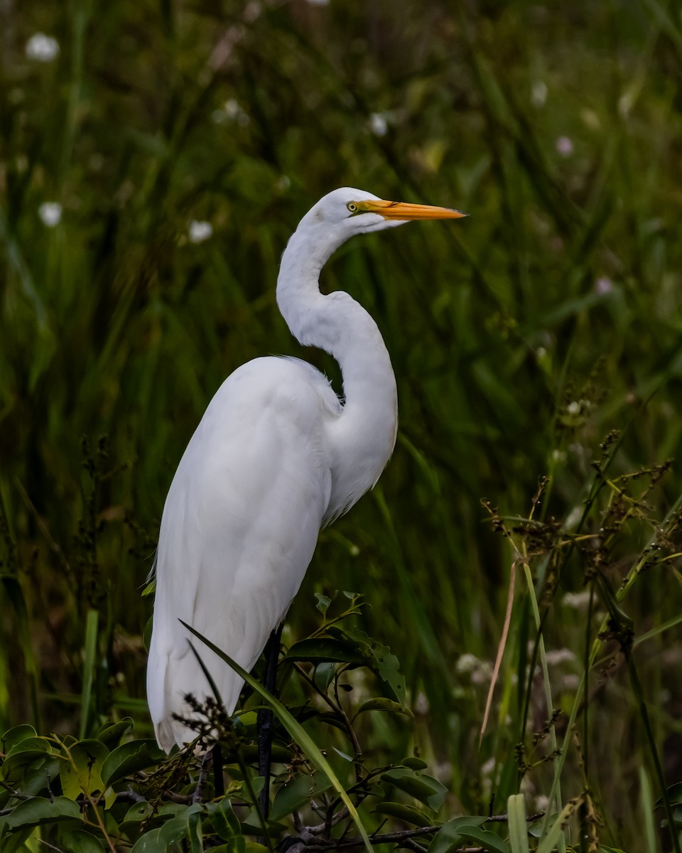 Great Egret - ML644042547