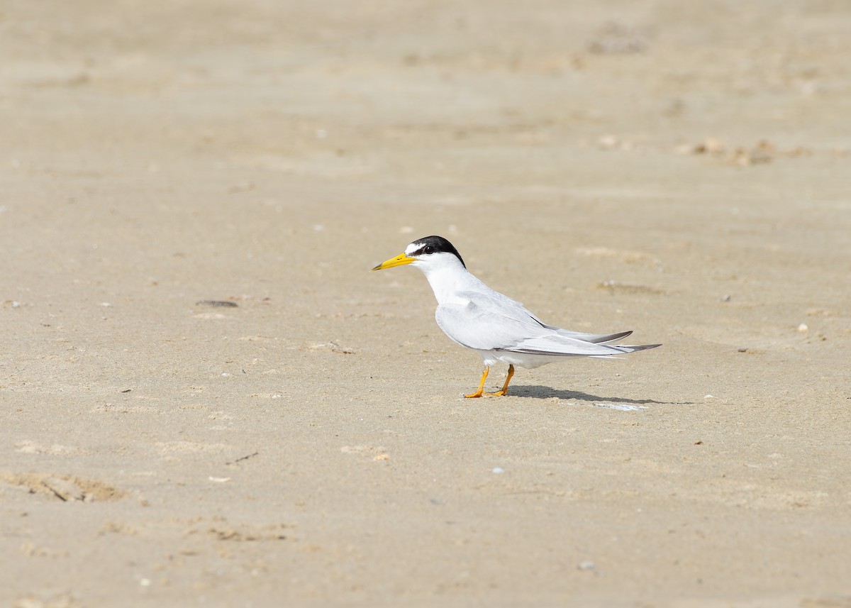 Least Tern - ML644042548