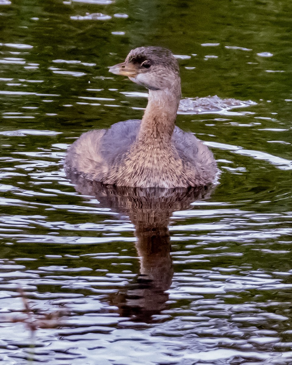 Pied-billed Grebe - ML644042549