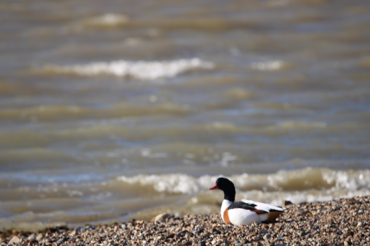 Common Shelduck - ML644042550