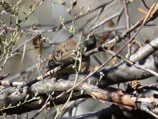 Dark-eyed Junco (Pink-sided) - ML644042551