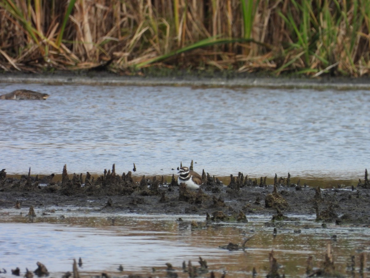 Killdeer - ML644042552