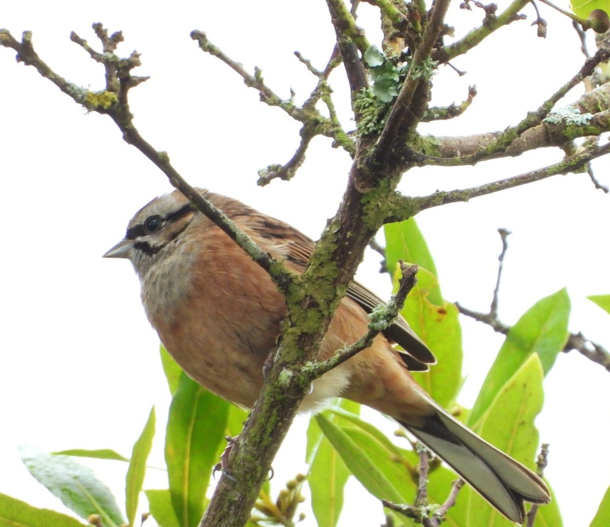 Rock Bunting - ML644042553