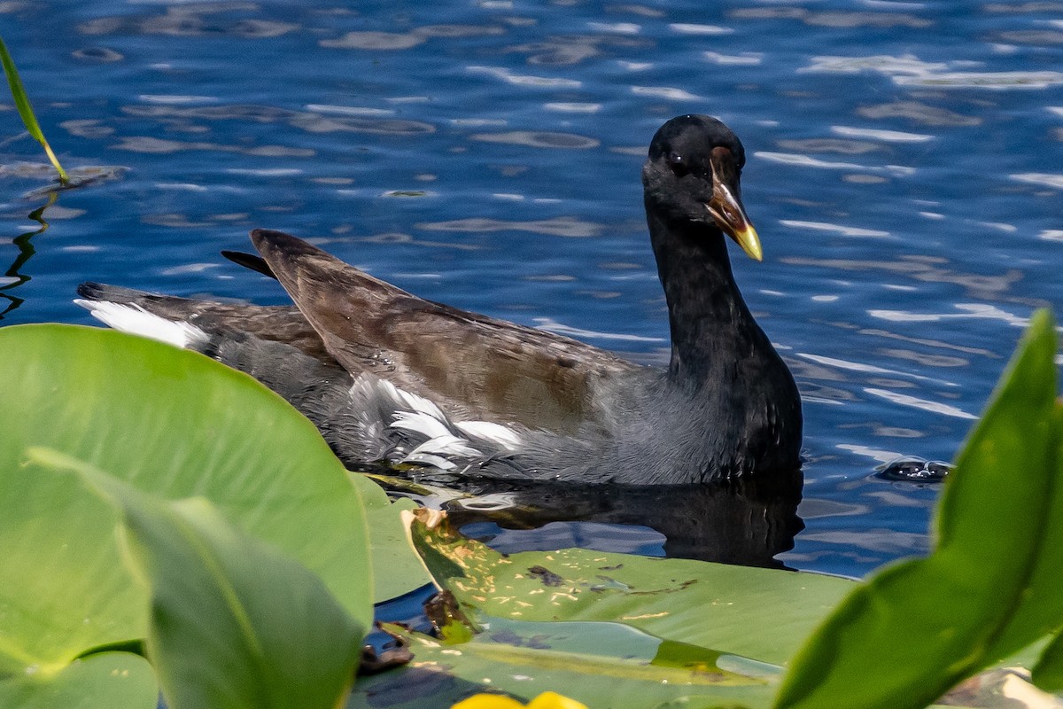 Common Gallinule - ML644042554