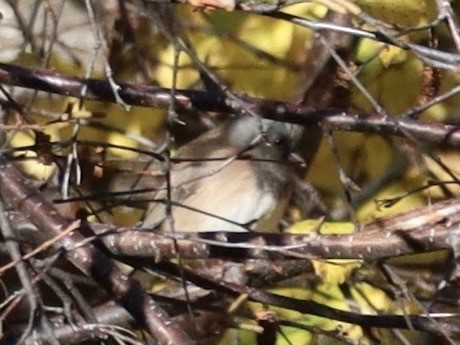 Dark-eyed Junco (Pink-sided) - ML644042556