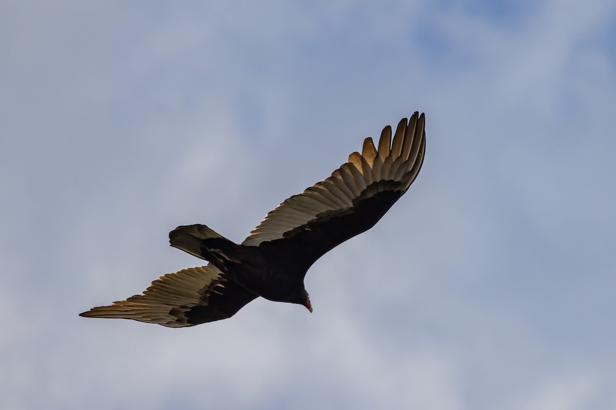 Turkey Vulture - ML644042557