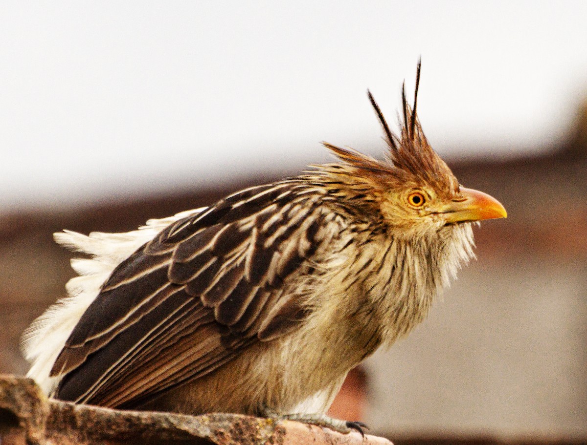 Guira Cuckoo - ML644042568