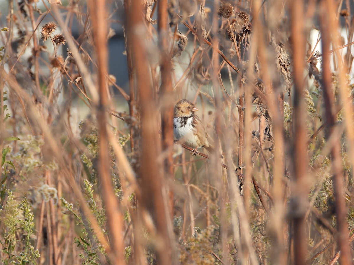 Harris's Sparrow - ML644042598