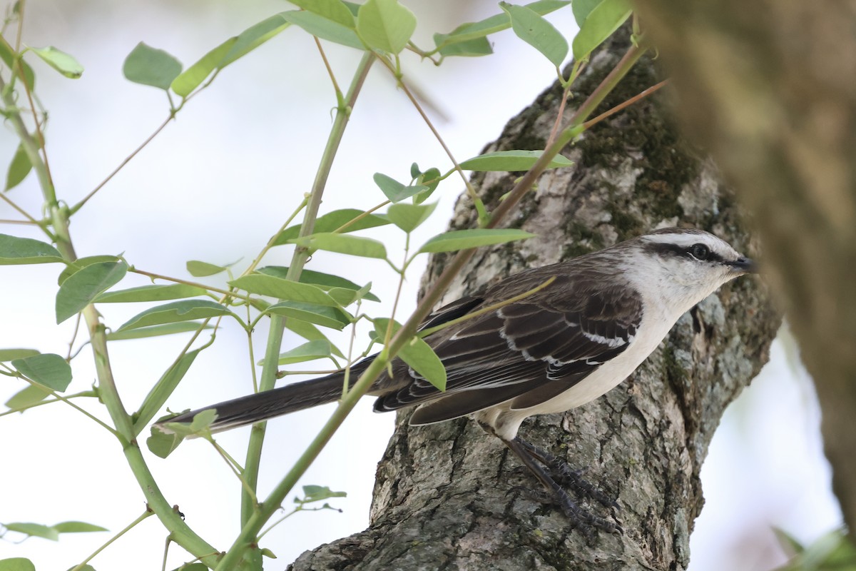 Camposspottdrossel - ML644042615