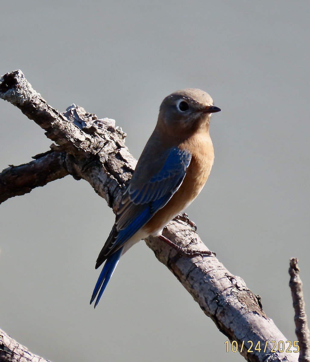 Eastern Bluebird - ML644042616