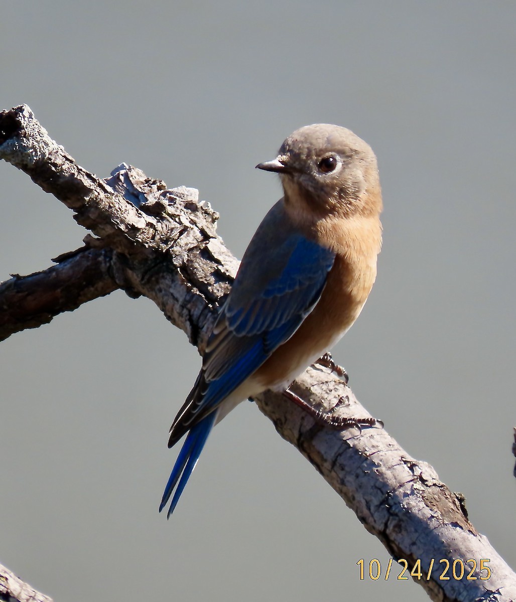 Eastern Bluebird - ML644042618