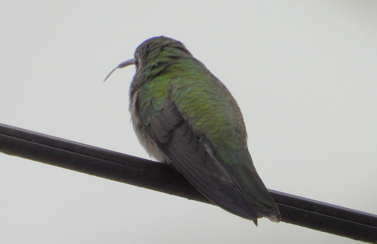 Broad-billed Hummingbird - ML644042619