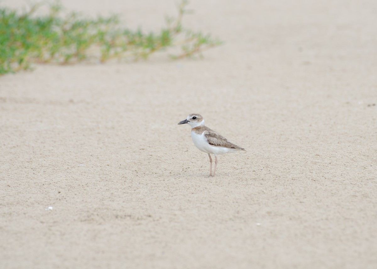 Wilson's Plover - ML644042629