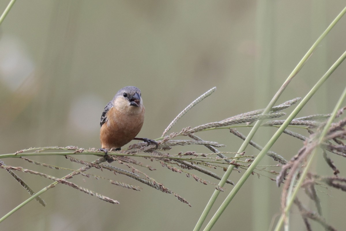 チャバラヒメウソ - ML644042633