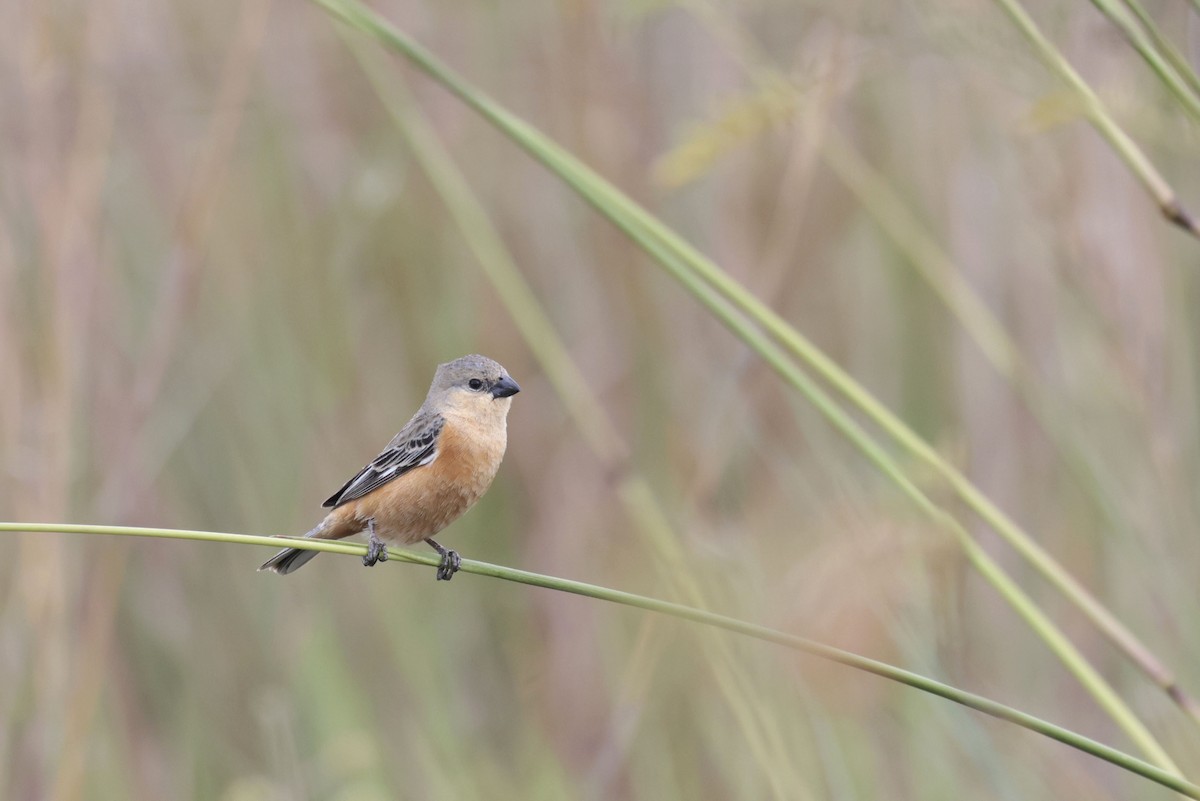 チャバラヒメウソ - ML644042635