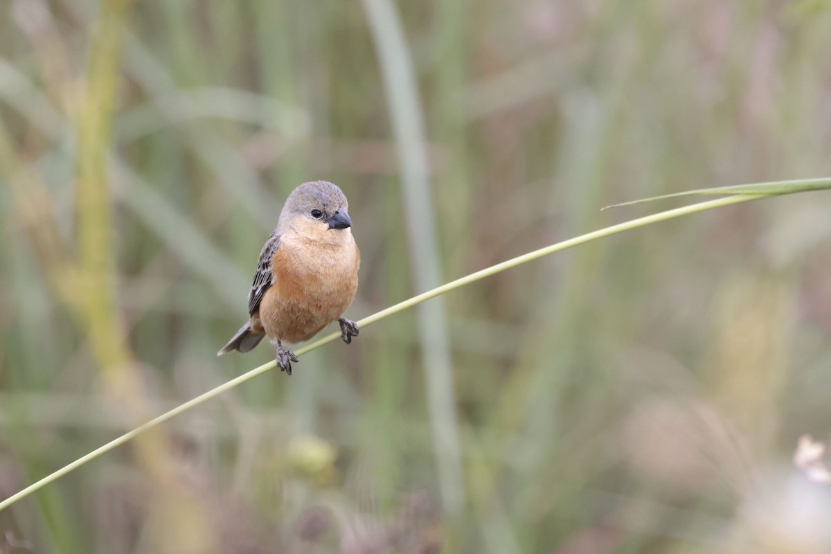 チャバラヒメウソ - ML644042636