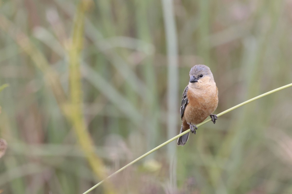 チャバラヒメウソ - ML644042637