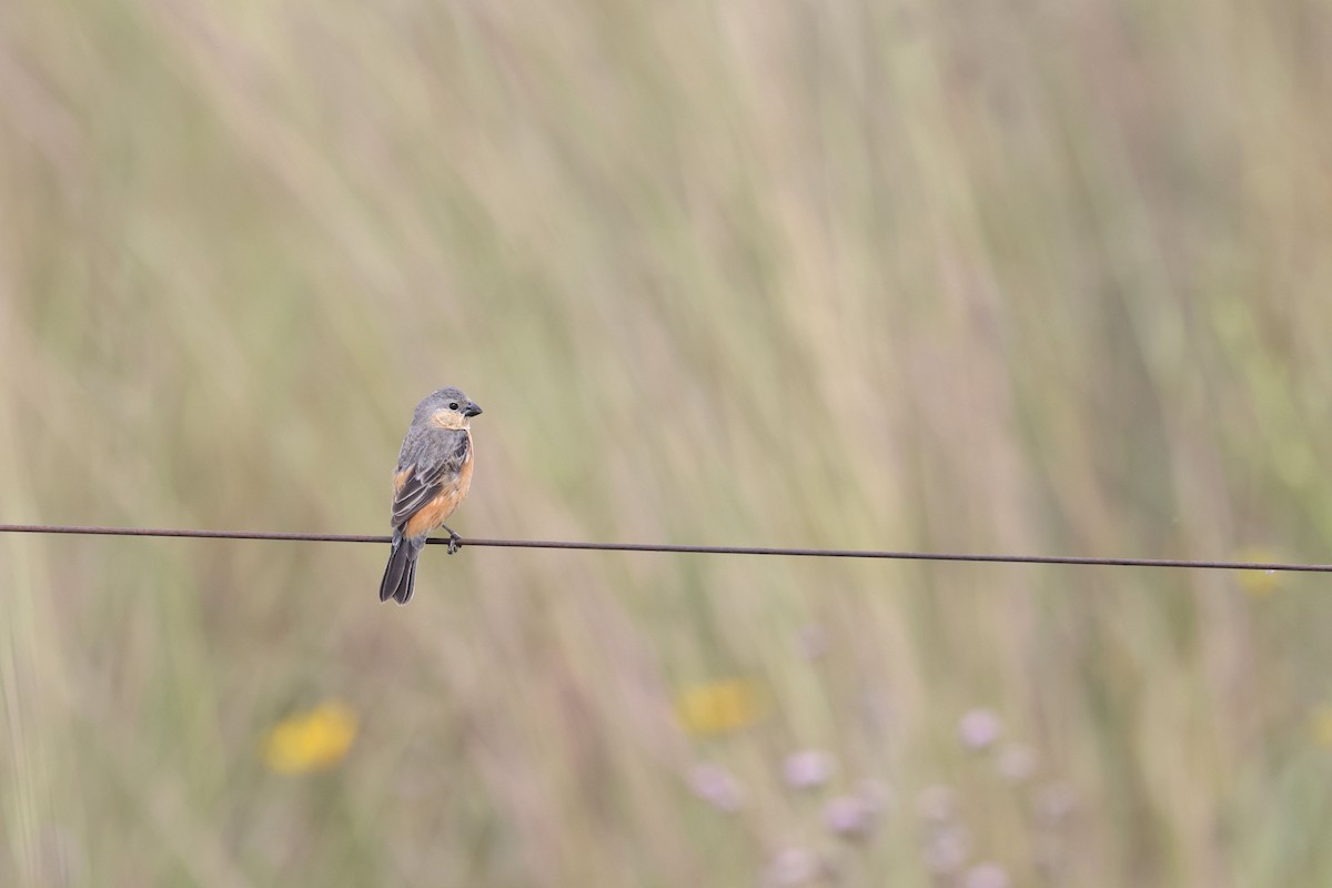 チャバラヒメウソ - ML644042638