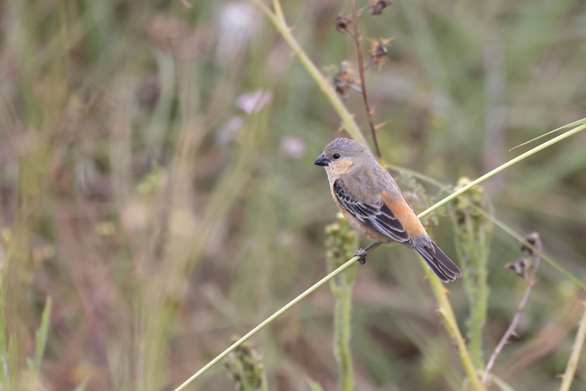 チャバラヒメウソ - ML644042639