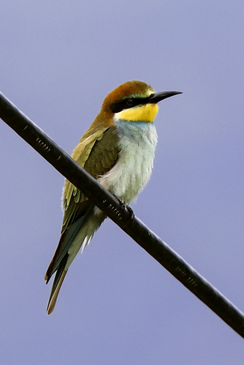 vlha pestrá - ML644042648