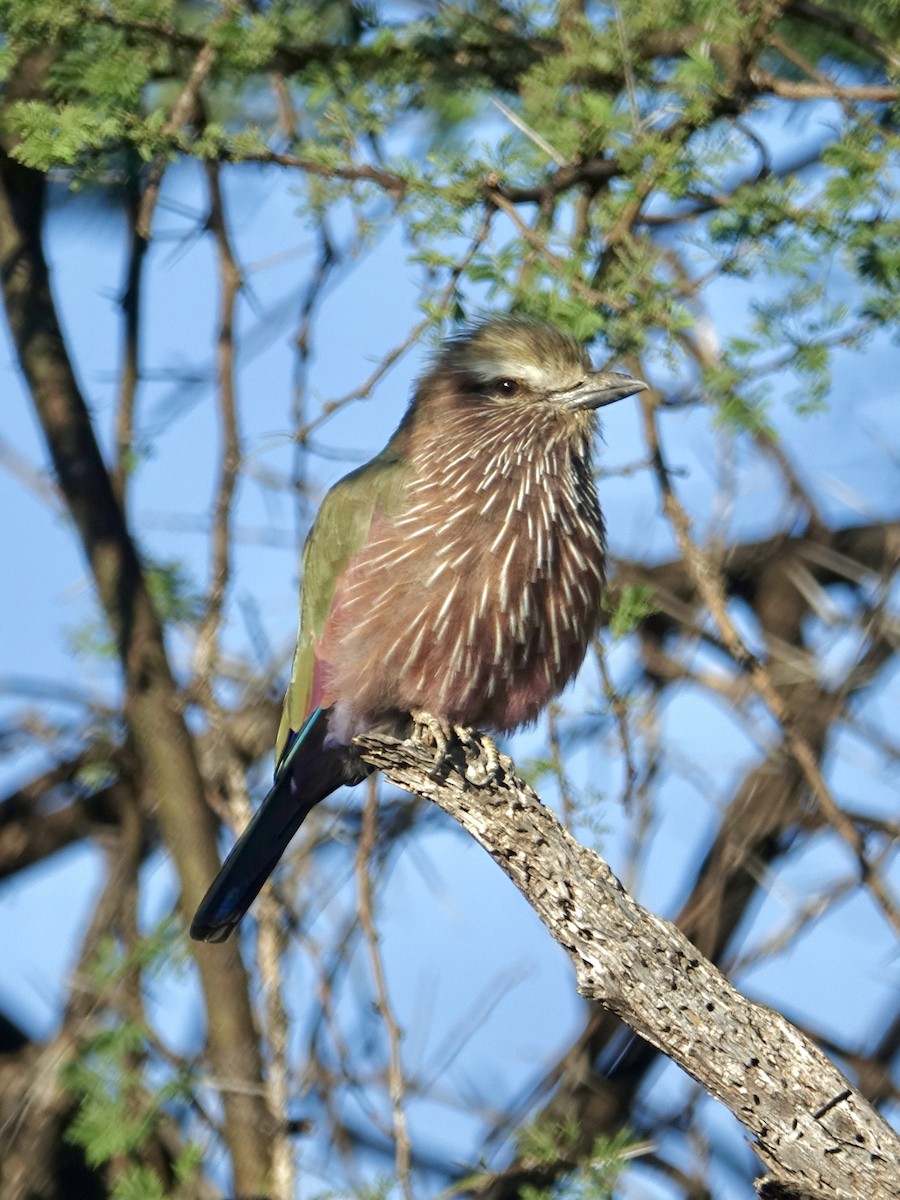 チャガシラニシブッポウソウ - ML644042654