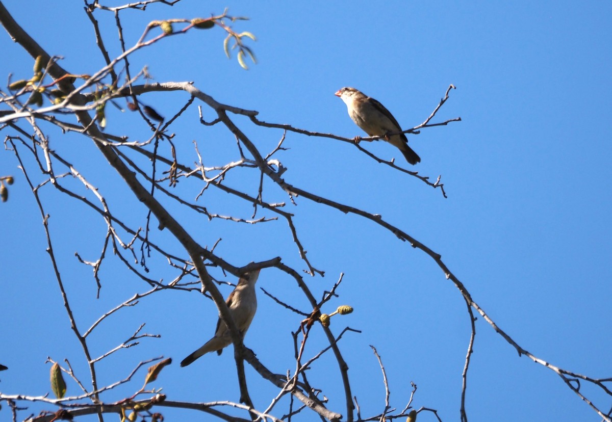 Pin-tailed Whydah - ML644042661