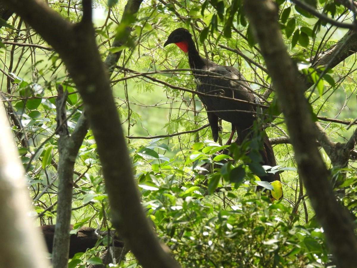 Crested Guan - ML644042673