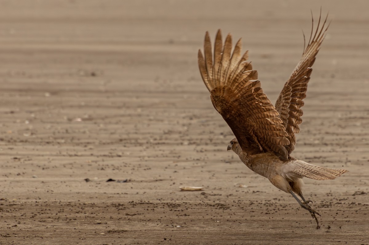 Chimango Caracara - ML644042674