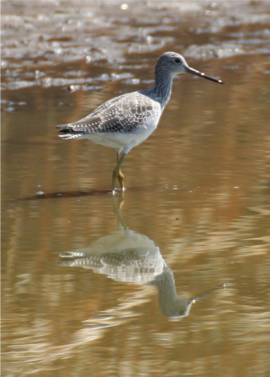 Lesser/Greater Yellowlegs - ML644042680