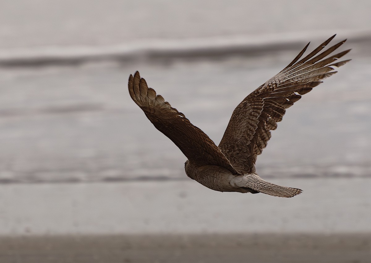 Chimango Caracara - ML644042687