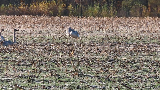 Trumpeter Swan - ML644042693