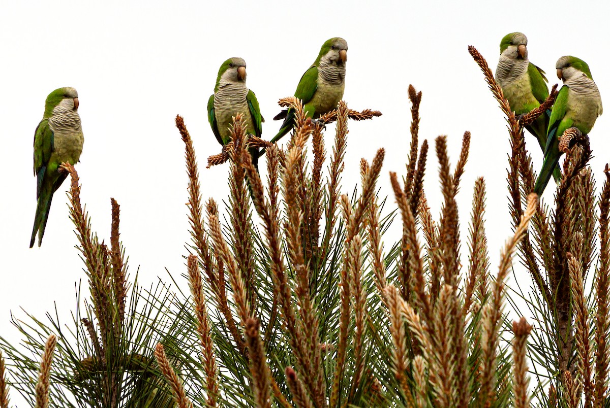 Monk Parakeet - ML644042698