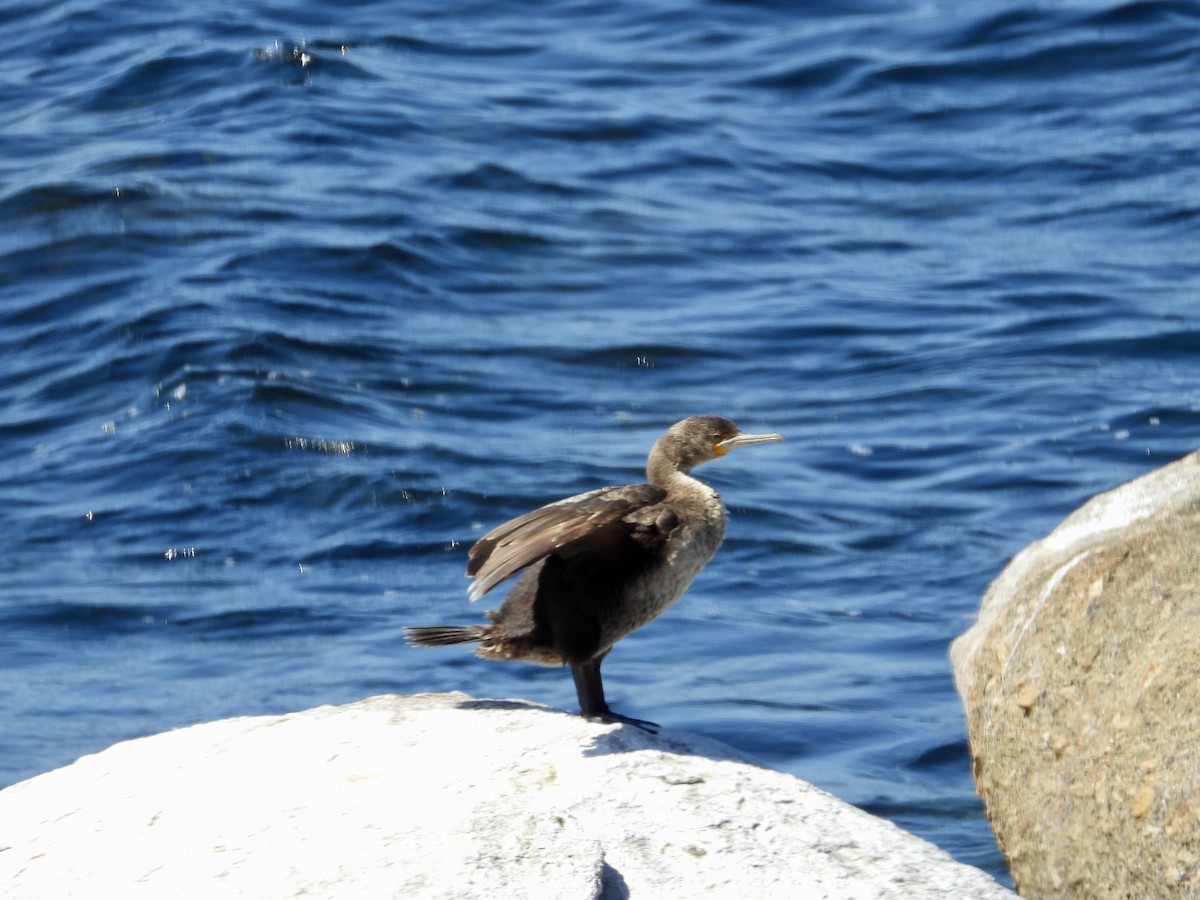 Cape Cormorant - ML644042705
