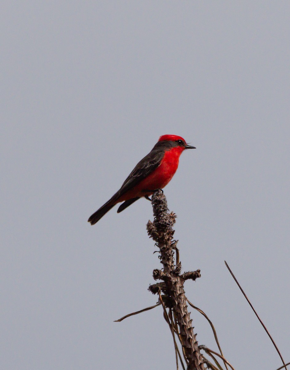 Vermilion Flycatcher - ML644042716