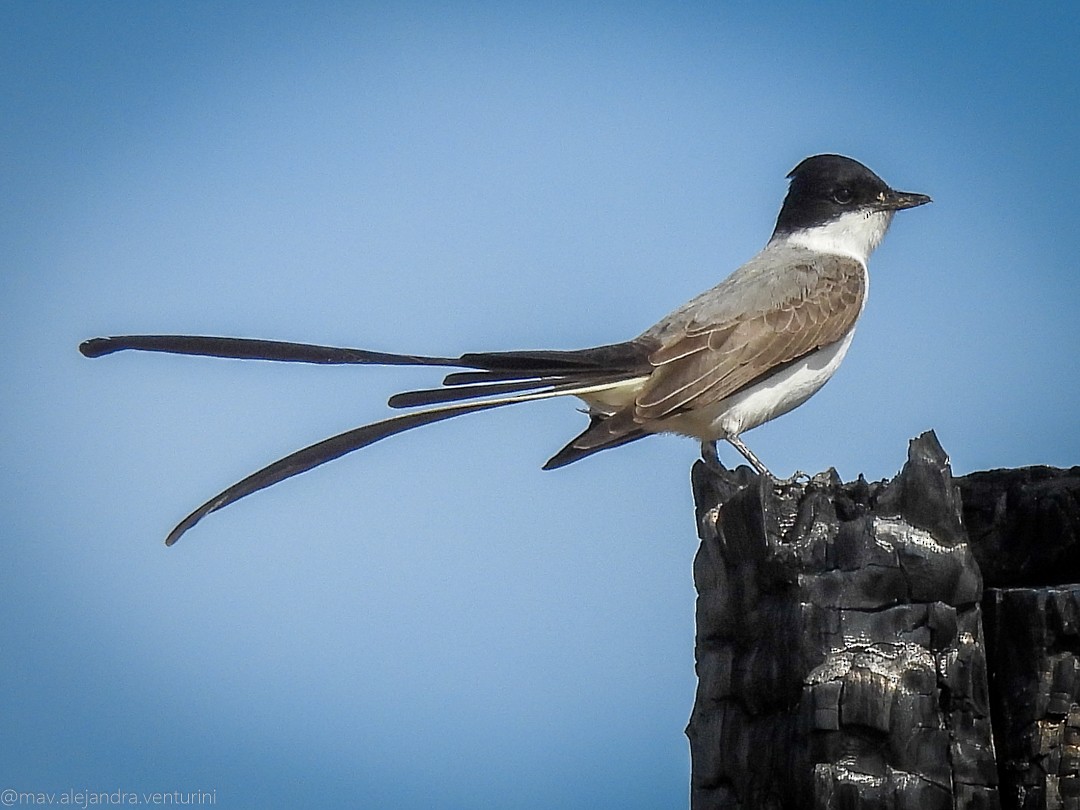 Fork-tailed Flycatcher - ML644042727
