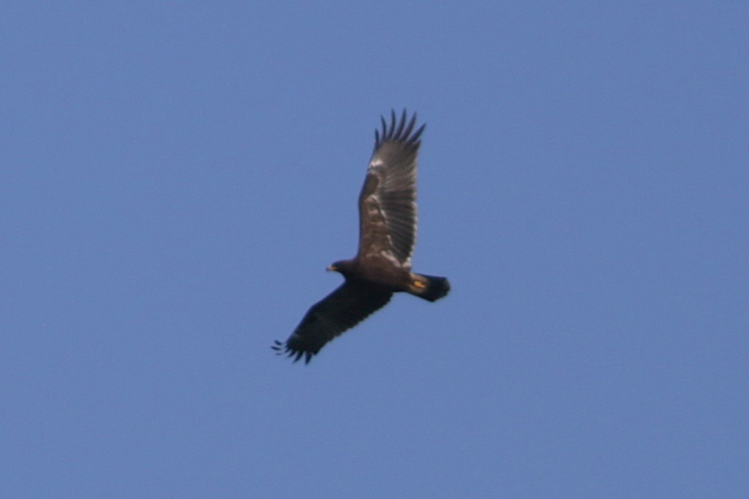 Aigle pomarin - ML644042730