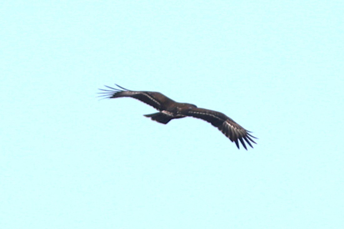 Aigle pomarin - ML644042731