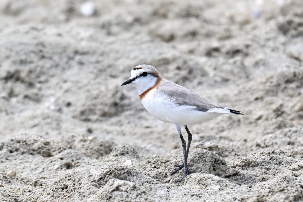 Chestnut-banded Plover - ML644042747