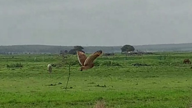 kalous africký - ML644042751