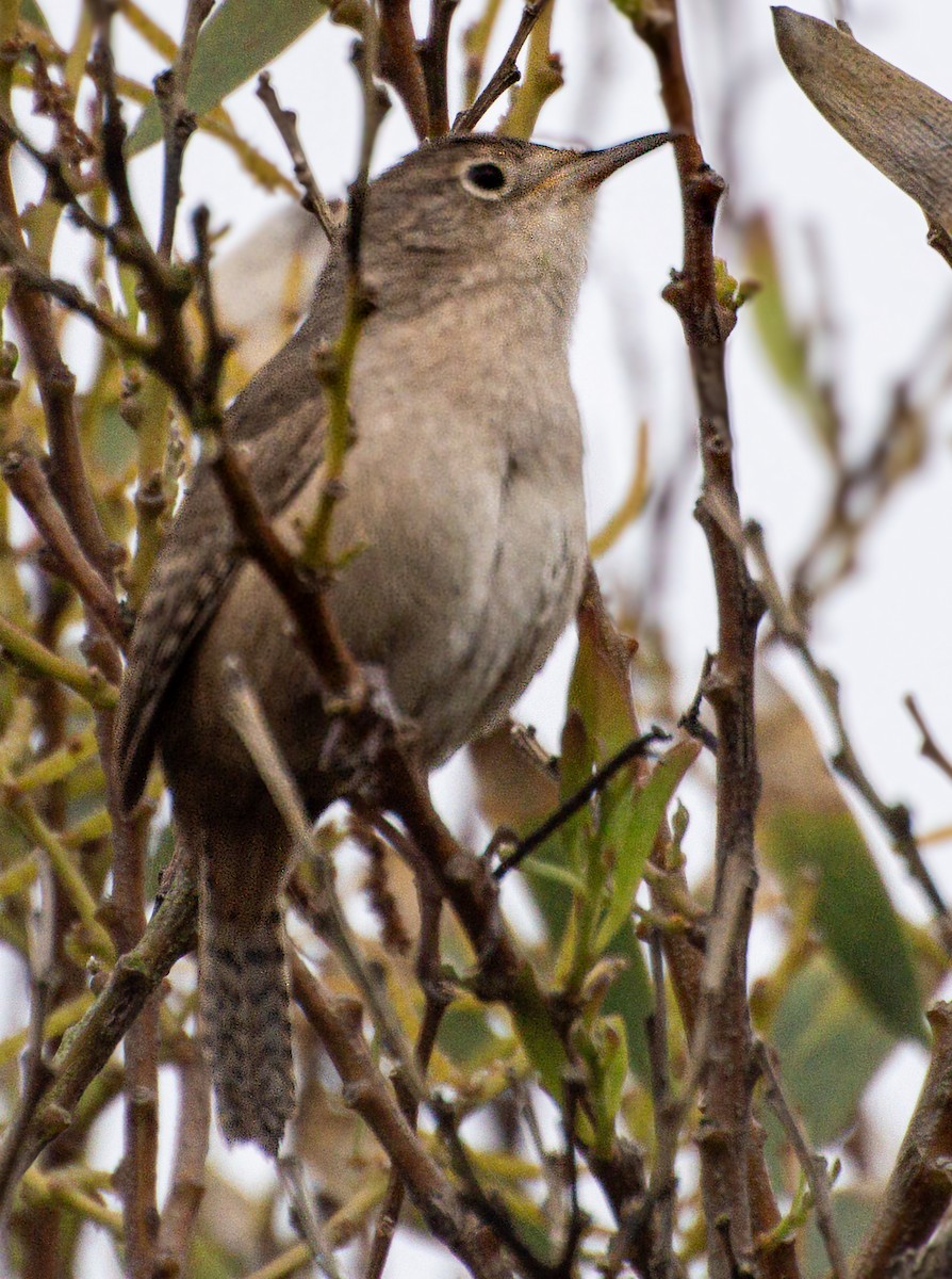 Southern House Wren - ML644042752