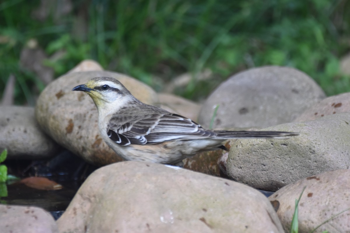 Chalk-browed Mockingbird - ML644042782