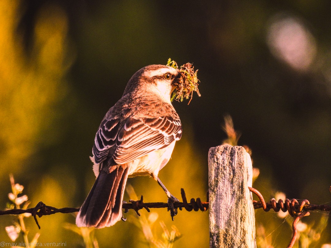 Chalk-browed Mockingbird - ML644042796