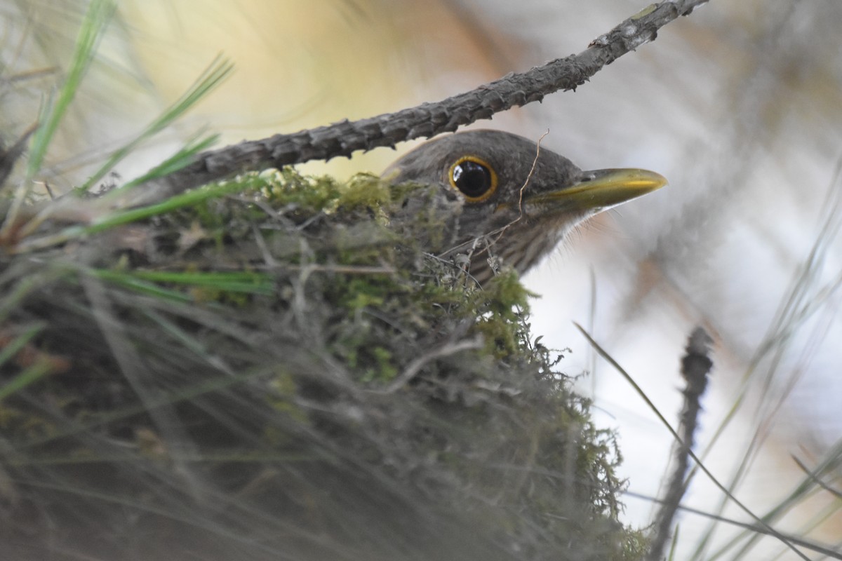 Rufous-bellied Thrush - ML644042818