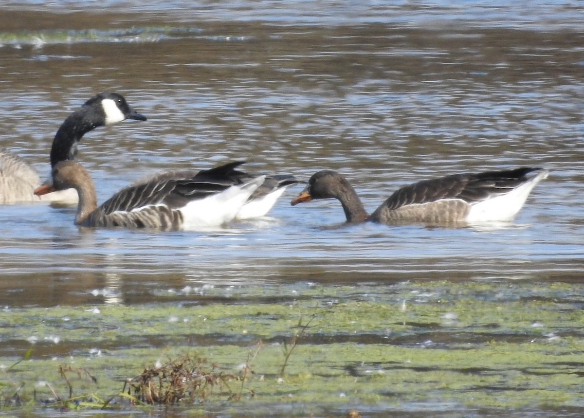 Greater White-fronted Goose - ML644042836