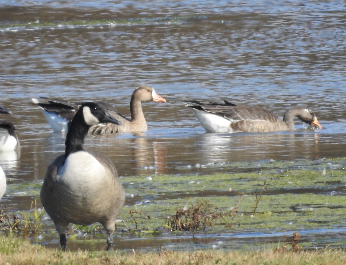 Greater White-fronted Goose - ML644042837