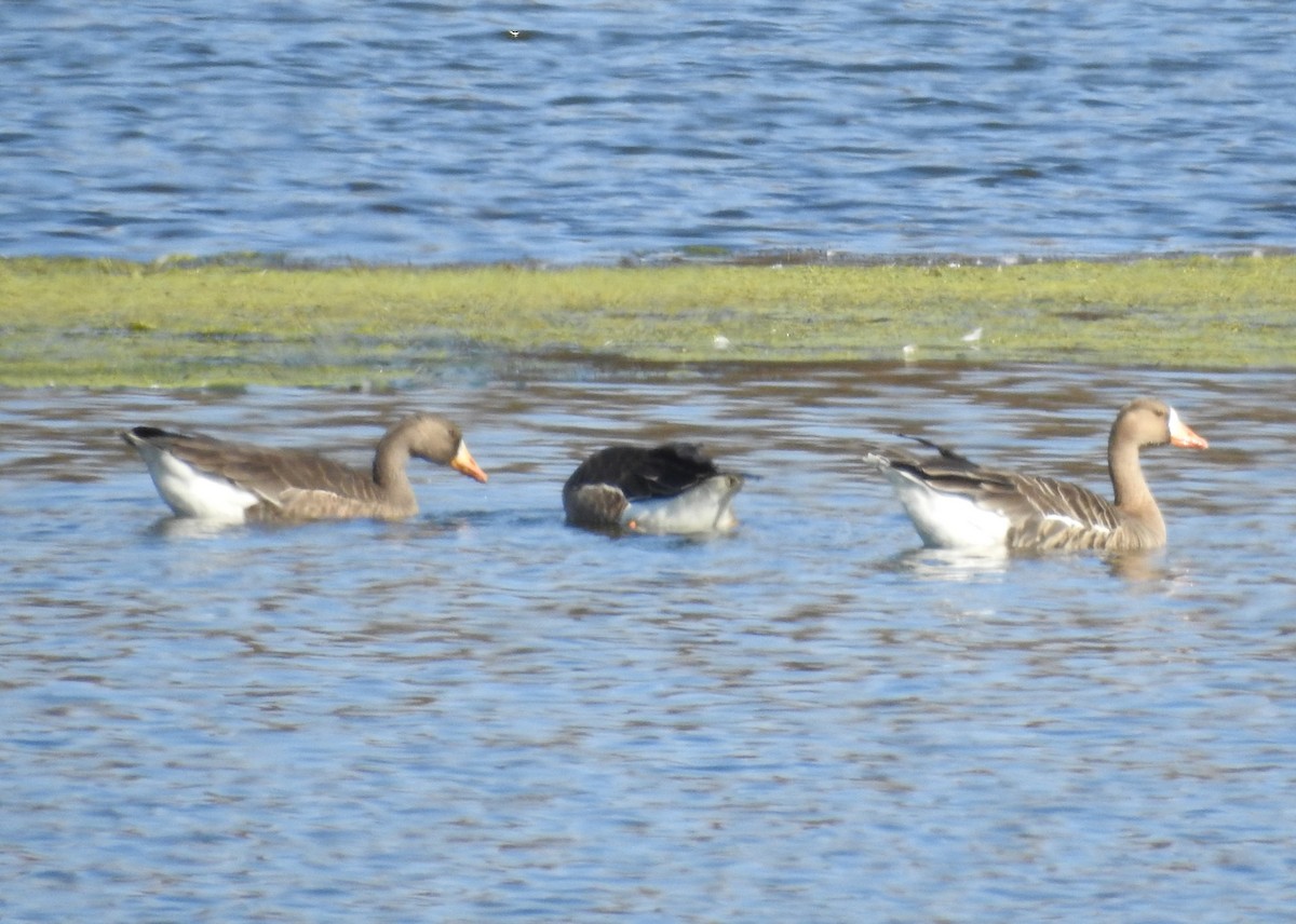 Greater White-fronted Goose - ML644042838