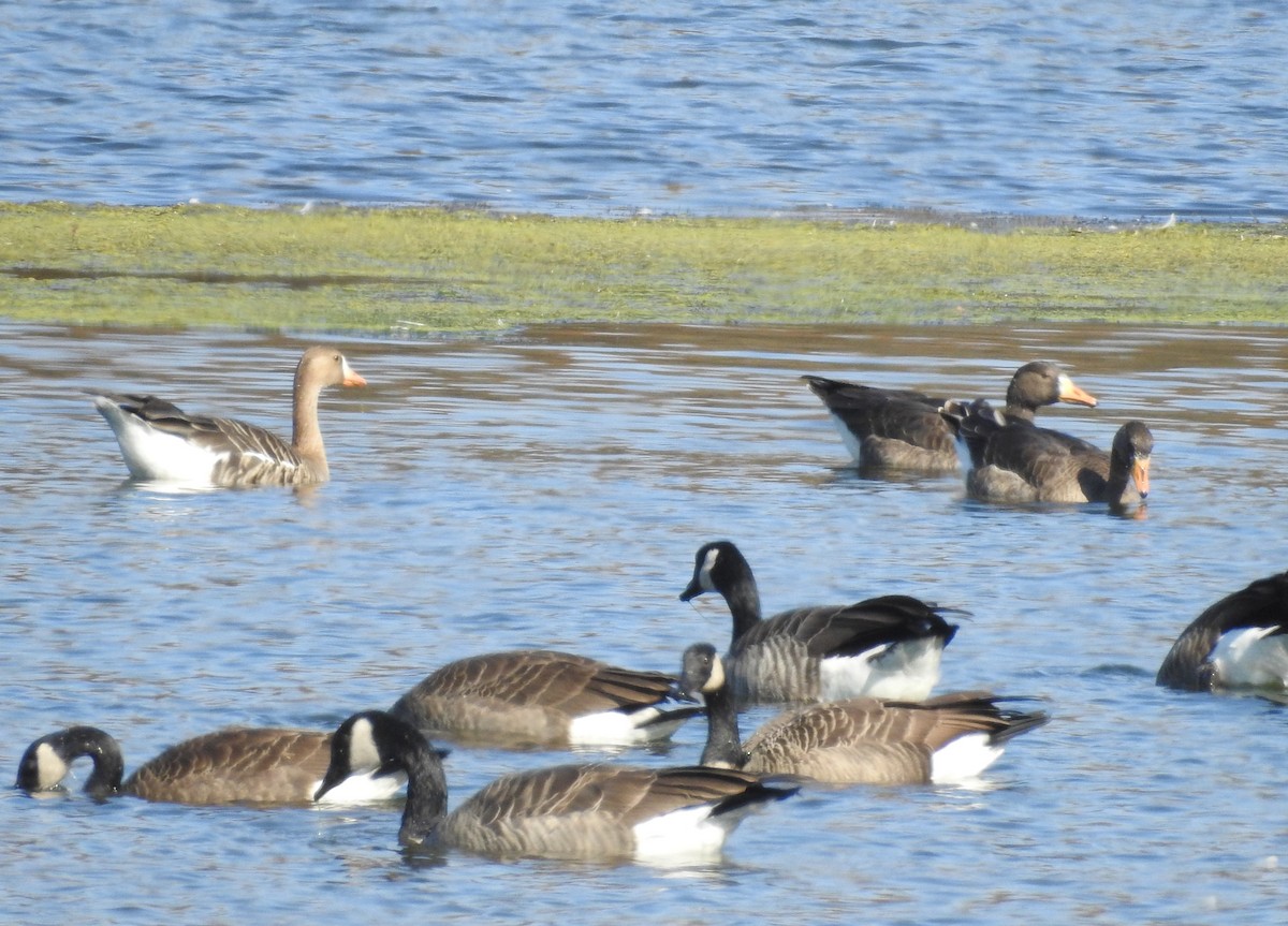 Greater White-fronted Goose - ML644042839