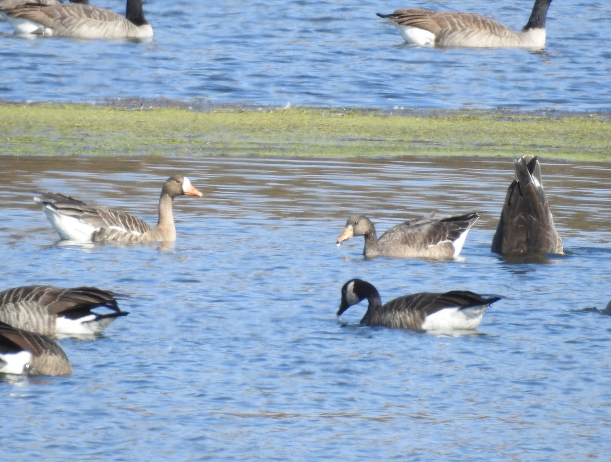 Greater White-fronted Goose - ML644042840